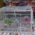 Pet Sitting Service Available Only For Budgies, Parrots 🦜, Cocktails Parrots