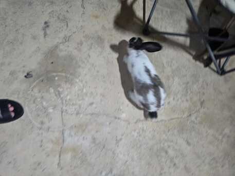 Khobar, Pet Supplies, Free- Rabbit For Adoption