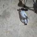Free- Rabbit For Adoption