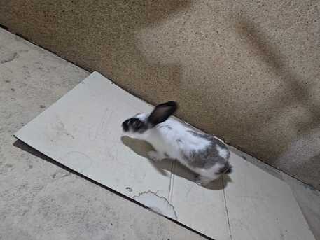Khobar, Pet Supplies, Free- Rabbit For Adoption