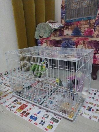 Khobar, Pet Sitting, Pet Sitting Service Available He.