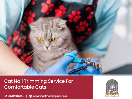 Singapore, Daycare, Professional Cat Nail Clipping Service For Stress-Free Grooming