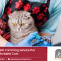 Professional Cat Nail Clipping Service For Stress-Free Grooming