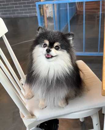 Abu Dhabi, Pet Supplies, AED 300,  Free Adoption: Adorable 1-Year-Old Pomeranian Looking For A Loving Home