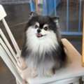 AED 300,  Free Adoption: Adorable 1-Year-Old Pomeranian Looking For A Loving Home