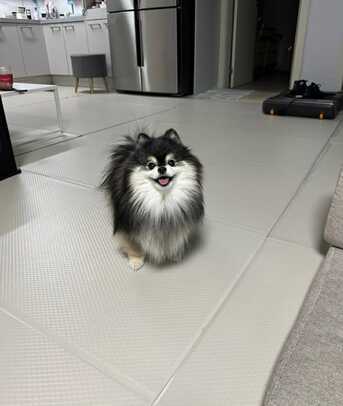 Abu Dhabi, Pet Supplies, AED 300,  Free Adoption: Adorable 1-Year-Old Pomeranian Looking For A Loving Home