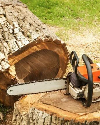 New York, Business, Professional Tree Removal For Property Protection