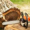 Professional Tree Removal For Property Protection