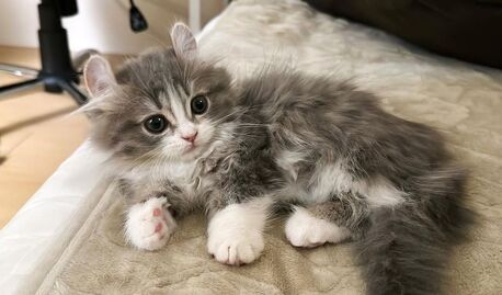 Abu Dhabi, Pet Supplies, AED 300,  Free Adoption 13-Week-Old Male Persian Kitten Looking For A Loving Home