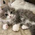 AED 300,  Free Adoption 13-Week-Old Male Persian Kitten Looking For A Loving Home
