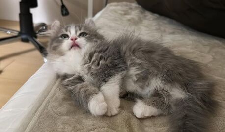 Abu Dhabi, Pet Supplies, AED 300,  Free Adoption 13-Week-Old Male Persian Kitten Looking For A Loving Home