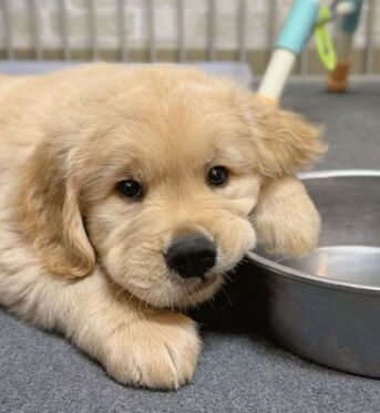 Abu Dhabi, Pet Supplies, AED 300,  Free Adoption: 16-Week-Old Golden Retriever Puppy