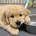 AED 300,  Free Adoption: 16-Week-Old Golden Retriever Puppy