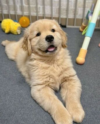 Abu Dhabi, Pet Supplies, AED 300,  Free Adoption: 16-Week-Old Golden Retriever Puppy