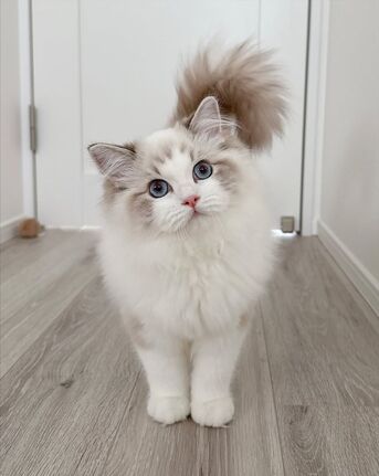 Abu Dhabi, Pet Supplies, AED 300,  Beautiful Female Ragdoll For Adoption