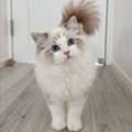 AED 300,  Beautiful Female Ragdoll For Adoption