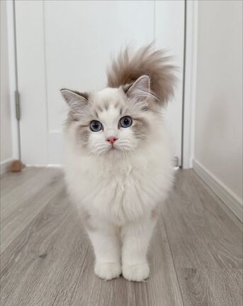 Abu Dhabi, Pet Supplies, AED 300,  Beautiful Female Ragdoll For Adoption