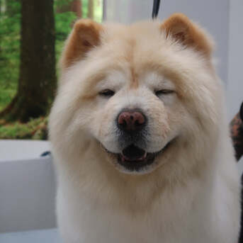 New York, Pet Supplies, USD 55,  Premium Pet Grooming Package USA | Professional Dog Grooming North Hollywood Services