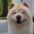 USD 55,  Premium Pet Grooming Package USA | Professional Dog Grooming North Hollywood Services