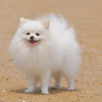 Mumbai, Pet Supplies, INR 15000,  Toy Pom Puppies Available For Loving Families