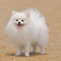 INR 15000,  Toy Pom Puppies Available For Loving Families