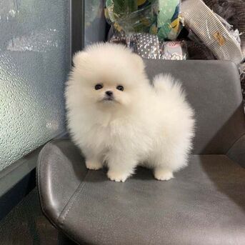 Mumbai, Pet Supplies, INR 15000,  Toy Pom Puppies Available For Loving Families
