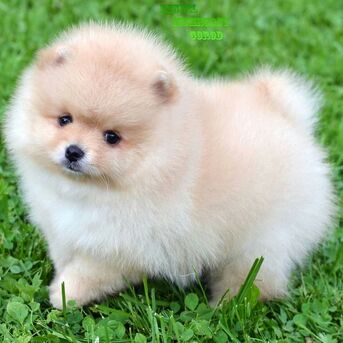 Mumbai, Pet Supplies, INR 15000,  Toy Pom Puppies Available For Loving Families