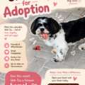Shihtzu Puppy For Adoption