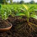 INR 500,  Buy Biofertilizer For Healthy Soil And Better Crop Growth