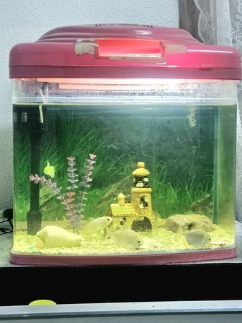 Dammam, Household Items, SAR 400,  1 Big Aquarium With 5 Beautiful Fish