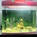 SAR 400,  1 Big Aquarium With 5 Beautiful Fish