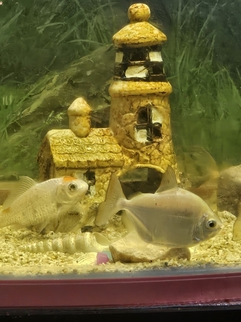 Dammam, Household Items, SAR 400,  1 Big Aquarium With 5 Beautiful Fish