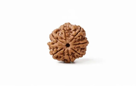 Jaipur, Jewelry, INR 998,  Original 7 Mukhi Rudraksha At Affordable Price
