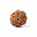 INR 998,  Original 7 Mukhi Rudraksha At Affordable Price