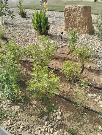 Ad Diriyah, Farm/Garden, 🌿 Premium Gardening Maintenance & Landscaping Services In Riyadh |تصميم وتنسيق الحدائق |