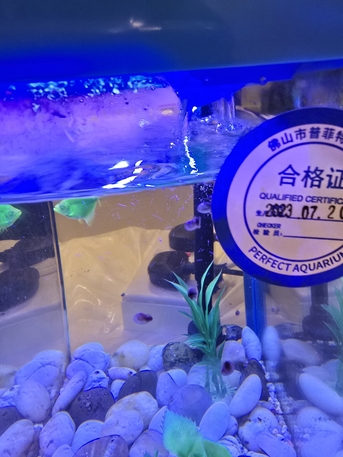 Khobar, Pet Supplies, SAR 20,  Snails In Aquariun