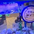 SAR 20,  Snails In Aquariun