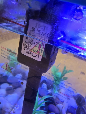 Khobar, Pet Supplies, SAR 20,  Snails In Aquariun