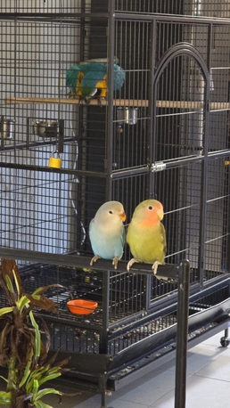 Riyadh, Pet Adoption, Rosy-faced Lovebird