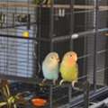 Rosy-faced Lovebird