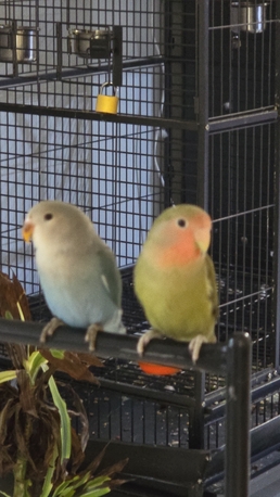 Riyadh, Pet Adoption, Rosy-faced Lovebird