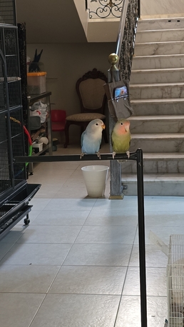 Riyadh, Pet Adoption, Rosy-faced Lovebird