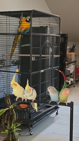 Riyadh, Pet Adoption, Rosy-faced Lovebird