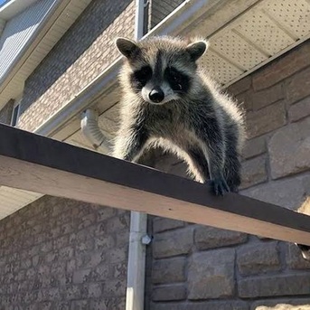 Brampton, Pest Control, Animal Control Markham