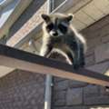 Animal Control Markham