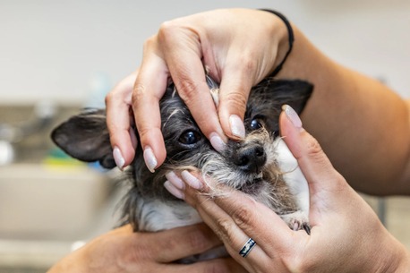 New York, Health, Veterinary Medical Center Of Woodland Hills