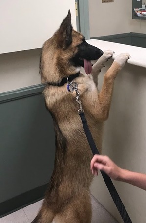 New York, Health, Veterinary Medical Center Of Woodland Hills