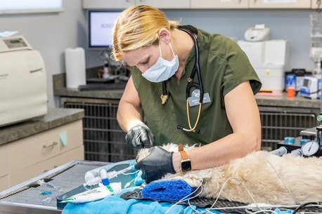 New York, Health, Veterinary Medical Center Of Woodland Hills