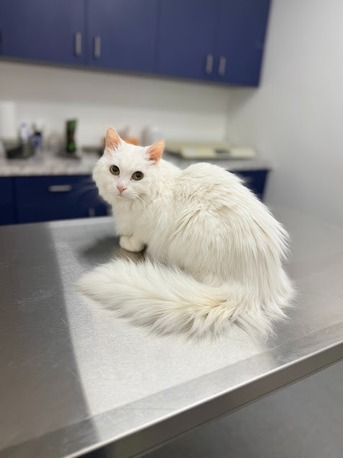 New York, Health, Veterinary Medical Center Of Woodland Hills