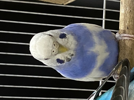 Al Iskan, Pet Supplies, SAR 200,  Birds With Cage And Food